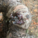 Fresh resin on the kauri tree stump.